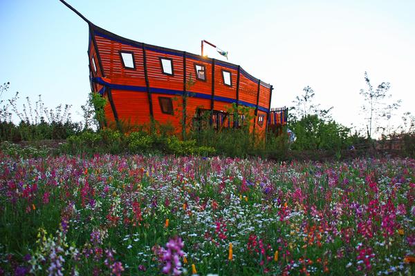Arche - Wildblumenwiese