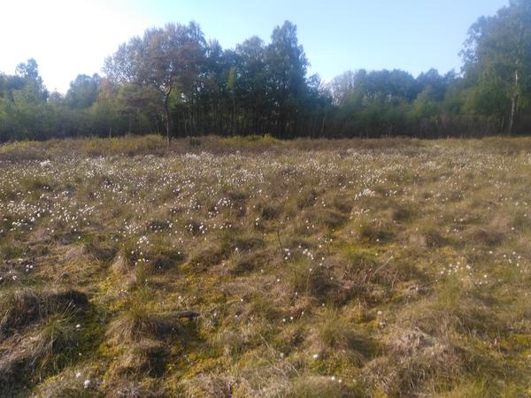 Torfmoos-Wollgras-Seggenried