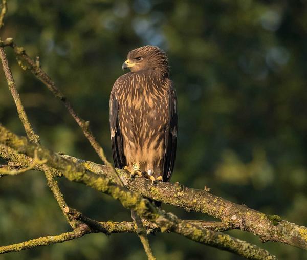junger Schreiadler_M. Runze