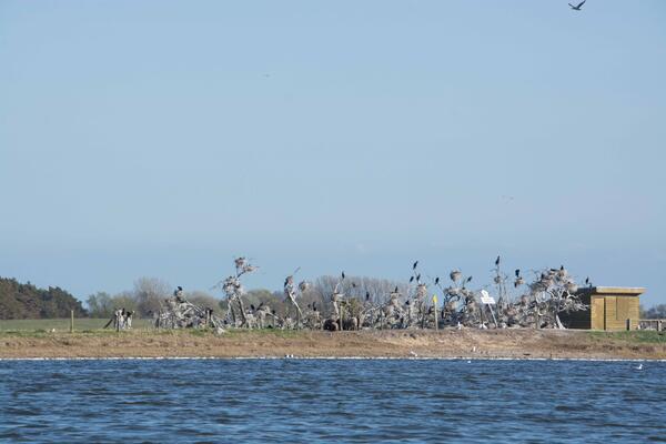 Blick auf die Kormoran-Kolonie auf der Vogelinsel Beuchel 