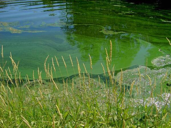 Blaualgenblüte in einem Teich, verursacht durch Cyanobakterien