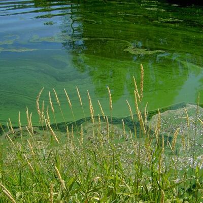 Blaualgenblüte in einem Teich, verursacht durch Cyanobakterien
