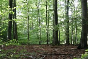 Naturwaldparzelle im Kronenwald bei Lendershagen