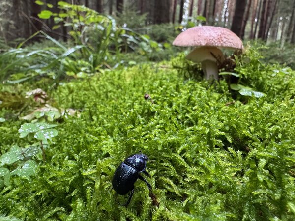 Pilzwanderung in der nordvorpommerschen Waldlandschaft