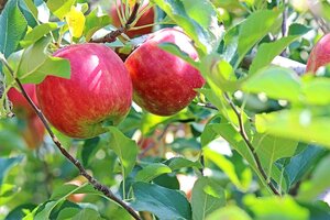 kiyu_01-apple-2720105_1280_2-pixabay