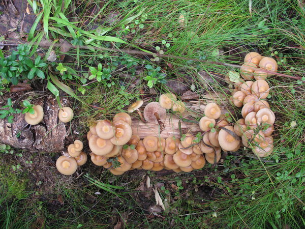 Gemeines Stockschw&auml;mmchen                      